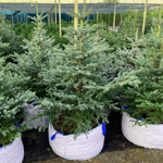 Саженцы, ель голубая колючая (Picea pungens), 12-15 лет, 140-160 см.,WRB