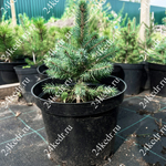 Саженцы, ель голубая колючая (Picea pungens), 6-7 лет, 15-30 см., с2 
