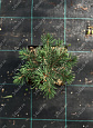 Саженцы, ель голубая колючая (Picea pungens), 10-20 см., P9 купить в Красноярске