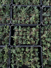 Саженцы, ель голубая колючая (Picea pungens), 10-20 см., P9 купить в Красноярске