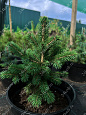 Саженцы, ель голубая колючая (Picea pungens), 6-7 лет, 15-30 см., с2  купить в Красноярске