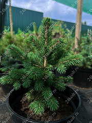 Саженцы, ель голубая колючая (Picea pungens), 6-7 лет, 15-30 см., с2  купить в Красноярске