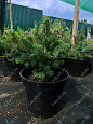 Саженцы, ель голубая колючая (Picea pungens), 6-7 лет, 15-30 см., с2  купить в Красноярске