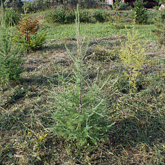 Саженцы, лиственница сибирская (Larix sibirica), 80-120 см. купить в Красноярске