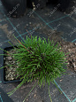 Саженцы, сосна горная Pinus Mugo, 10-15 см, 4-5 лет, P9 купить в Красноярске