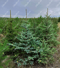 Саженцы, ель голубая колючая (Picea pungens), 12-15 лет, 140-160 см.,WRB купить в Красноярске