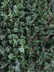 Саженцы, ель голубая колючая (Picea pungens), 10-20 см., P9 купить в Красноярске