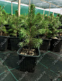 Саженцы, ель голубая колючая (Picea pungens), 10-20 см., P9 купить в Красноярске