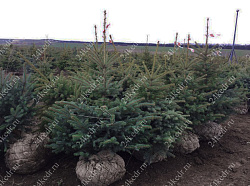 Саженцы, ель голубая колючая (Picea pungens), 12-15 лет, 140-160 см.,WRB купить в Красноярске