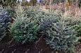 Саженцы, ель голубая колючая (Picea pungens), 12-15 лет, 140-160 см.,WRB купить в Красноярске