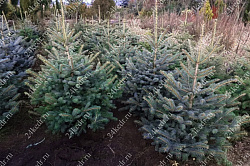 Саженцы, ель голубая колючая (Picea pungens), 12-15 лет, 140-160 см.,WRB купить в Красноярске