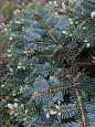 Саженцы, ель голубая колючая (Picea pungens), 12-15 лет, 140-160 см.,WRB купить в Красноярске