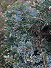 Саженцы, ель голубая колючая (Picea pungens), 12-15 лет, 140-160 см.,WRB купить в Красноярске