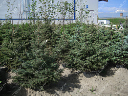 Саженцы, ель голубая колючая (Picea pungens), 12-15 лет, 140-160 см.,WRB купить в Красноярске
