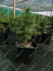Саженцы, ель голубая колючая (Picea pungens), 10-20 см., P9 купить в Красноярске
