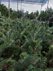 Саженцы, ель голубая колючая (Picea pungens), 10-20 см., P9 купить в Красноярске