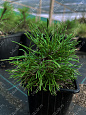 Саженцы, сосна горная Pinus Mugo, 10-15 см, 4-5 лет, P9 купить в Красноярске