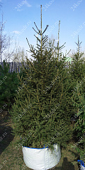 Саженцы, ель сибирская, ЭКСТРА класс, 180-220 см. WRB купить в Красноярске