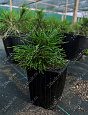 Саженцы, сосна горная Pinus Mugo, 10-15 см, 4-5 лет, P9 купить в Красноярске