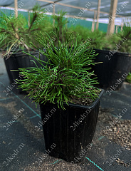 Саженцы, сосна горная Pinus Mugo, 10-15 см, 4-5 лет, P9 купить в Красноярске