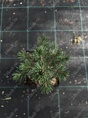 Саженцы, ель голубая колючая (Picea pungens), 10-20 см., P9 купить в Красноярске
