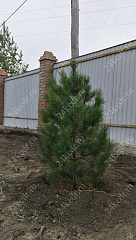 Саженцы, кедр сибирский, ЭКСТРА класс, 130-170 см. WRB купить в Красноярске