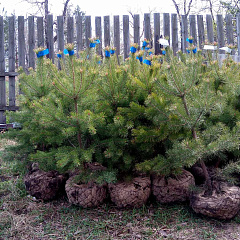 Саженцы, сосна обыкновенная (Pinus sylvestris), Экстра, 130-170 см. купить в Красноярске