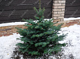 Саженцы, ель голубая колючая (Picea pungens), 12-15 лет, 140-160 см.,WRB купить в Красноярске