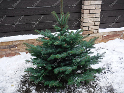Саженцы, ель голубая колючая (Picea pungens), 12-15 лет, 140-160 см.,WRB купить в Красноярске