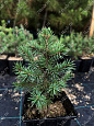 Саженцы, ель голубая колючая (Picea pungens), 10-20 см., P9 купить в Красноярске