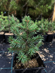 Саженцы, ель голубая колючая (Picea pungens), 10-20 см., P9 купить в Красноярске
