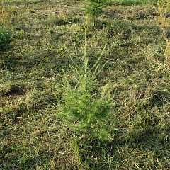 Саженцы, лиственница сибирская (Larix sibirica), 80-120 см. купить в Красноярске