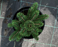 Саженцы, ель голубая колючая (Picea pungens), 6-7 лет, 15-30 см., с2  купить в Красноярске