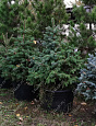 Саженцы, ель голубая колючая (Picea pungens), 12-15 лет, 140-160 см.,WRB купить в Красноярске