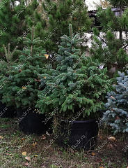 Саженцы, ель голубая колючая (Picea pungens), 12-15 лет, 140-160 см.,WRB купить в Красноярске
