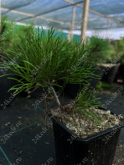 Саженцы, сосна горная Pinus Mugo, 10-15 см, 4-5 лет, P9 купить в Красноярске