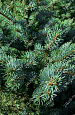 Саженцы, ель голубая колючая (Picea pungens), 12-15 лет, 140-160 см.,WRB купить в Красноярске