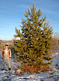 Деревья (крупномер), Сосна обыкновенная (Pinus Sylvestris), Экстра класс, 380-420 см. купить в Красноярске