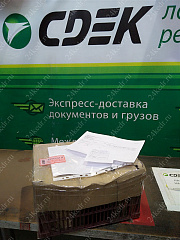 Саженцы, кедр сибирский, 10-20 см, 5 лет, P9 купить в Красноярске
