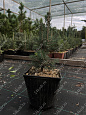 Саженцы, ель голубая колючая (Picea pungens), 10-20 см., P9 купить в Красноярске