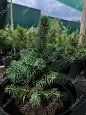 Саженцы, ель голубая колючая (Picea pungens), 6-7 лет, 15-30 см., с2  купить в Красноярске