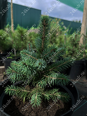 Саженцы, ель голубая колючая (Picea pungens), 6-7 лет, 15-30 см., с2  купить в Красноярске