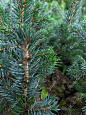 Саженцы, ель голубая колючая (Picea pungens), 10-20 см., P9 купить в Красноярске