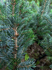 Саженцы, ель голубая колючая (Picea pungens), 10-20 см., P9 купить в Красноярске