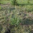 Саженцы, лиственница сибирская (Larix sibirica), 80-120 см. купить в Красноярске