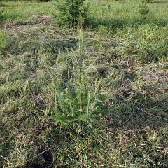 Саженцы, лиственница сибирская (Larix sibirica), 80-120 см. купить в Красноярске