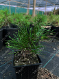 Саженцы, сосна горная Pinus Mugo, 10-15 см, 4-5 лет, P9 купить в Красноярске