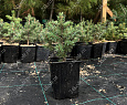 Саженцы, ель голубая колючая (Picea pungens), 10-20 см., P9 купить в Красноярске