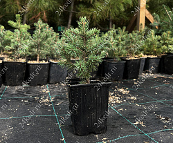 Саженцы, ель голубая колючая (Picea pungens), 10-20 см., P9 купить в Красноярске