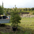 Саженцы, сосна обыкновенная (Pinus sylvestris), Стандарт, 180-220 см. купить в Красноярске